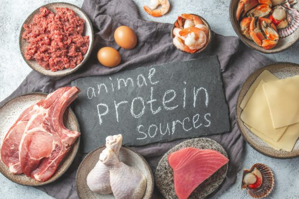 Animal protein sources background